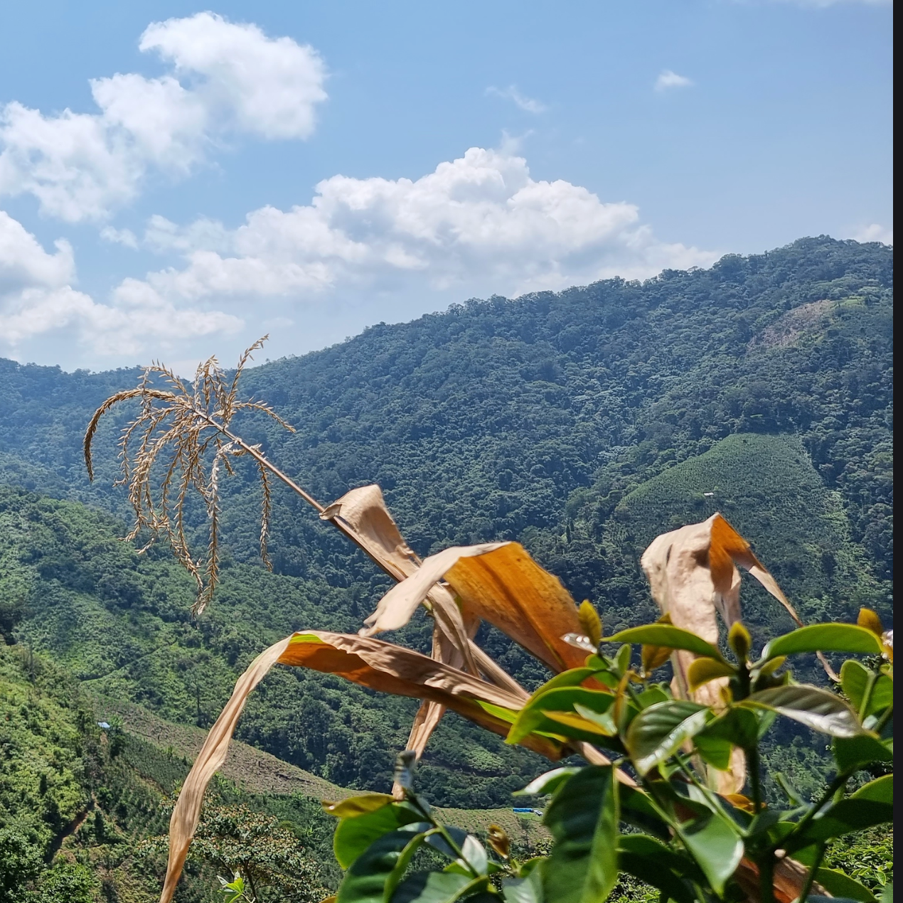 (new!) Peru - chontali milk chocolate