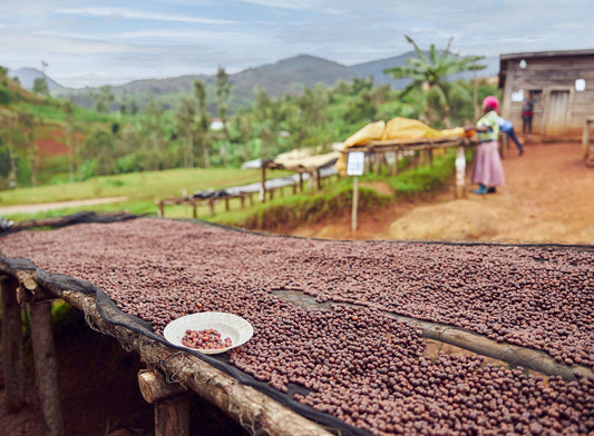 Ethiopia - "blueberry bette buna"