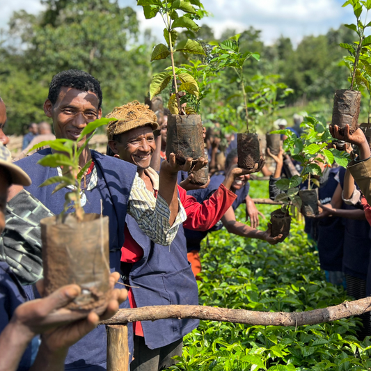 A group of smiling coffee producers holding young coffee cherry trees in an outdoor smallholder farm, with green foliage and trees in the background.
