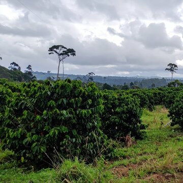 Kenya - "honey, homes and fairer futures"