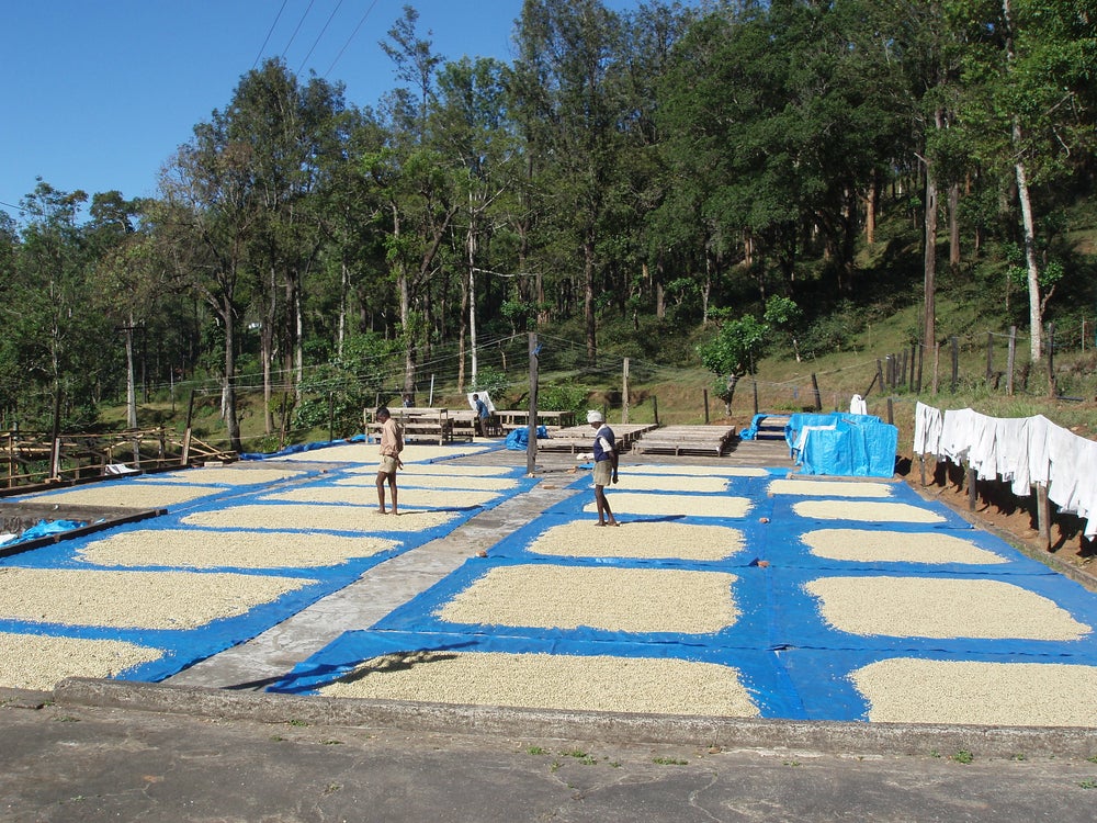 A wide outdoor scene showing several rectangular sections of light-colored dried coffee beans or grains spread out on bright blue tarps, with two people standing among the sections. Trees and a grassy hill fill the background under a clear blue sky.