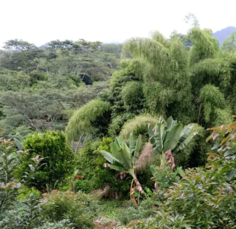 Papua New Guinea - okapa roses