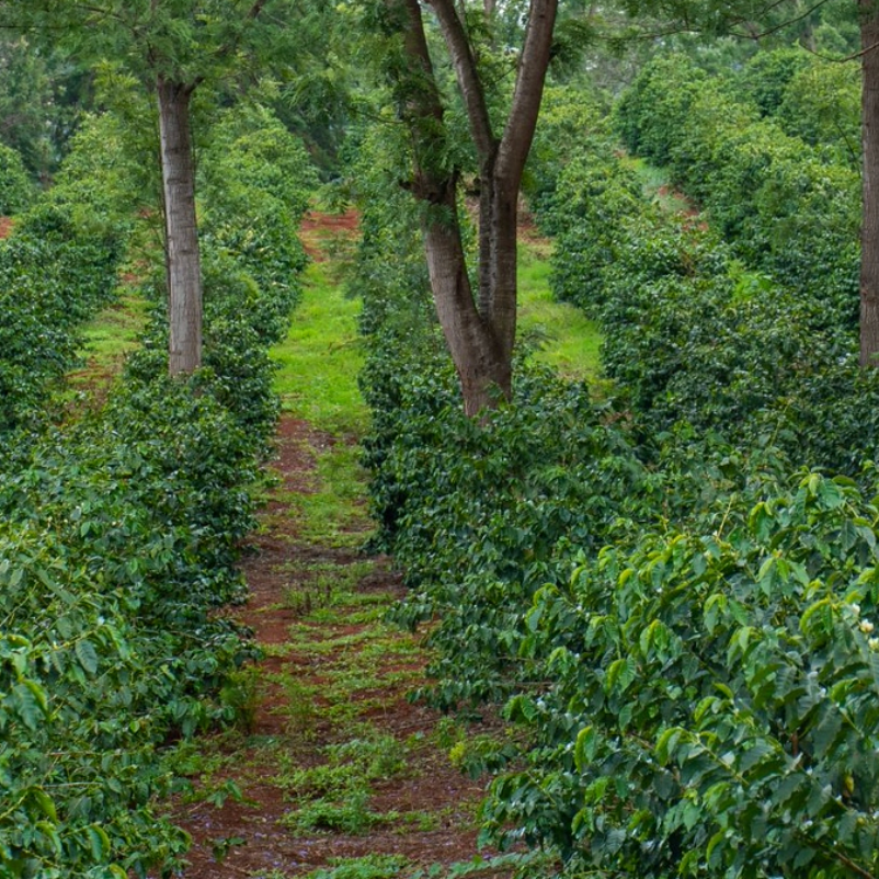 [new] Kenya - Mango Mountain