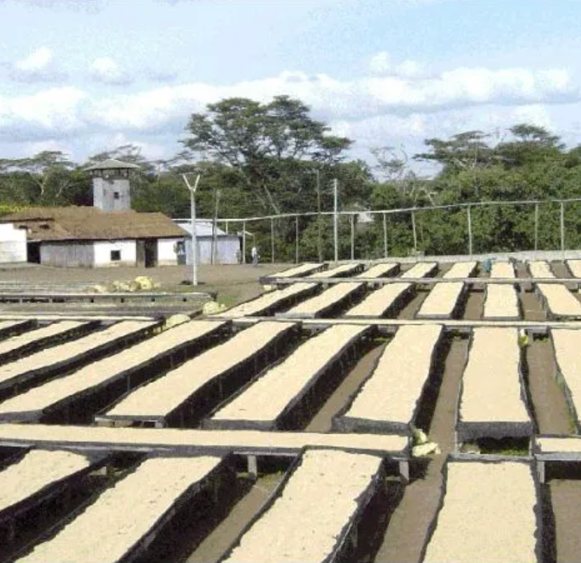 Tanzania - caramel mondul