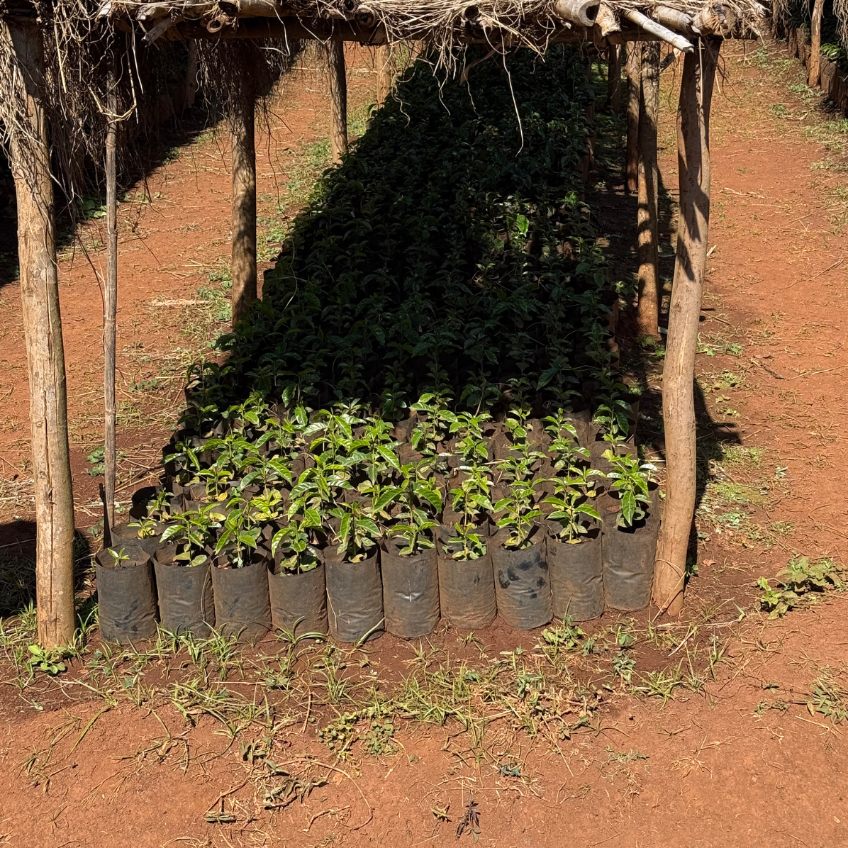 A row of young coffee plants in black plastic nursery pots arranged under a rustic thatched shelter on reddish-brown soil.