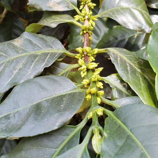 Close-up of a coffee plant branch with glossy dark green leaves and small yellow-green developing coffee cherries hanging from a brown stem.