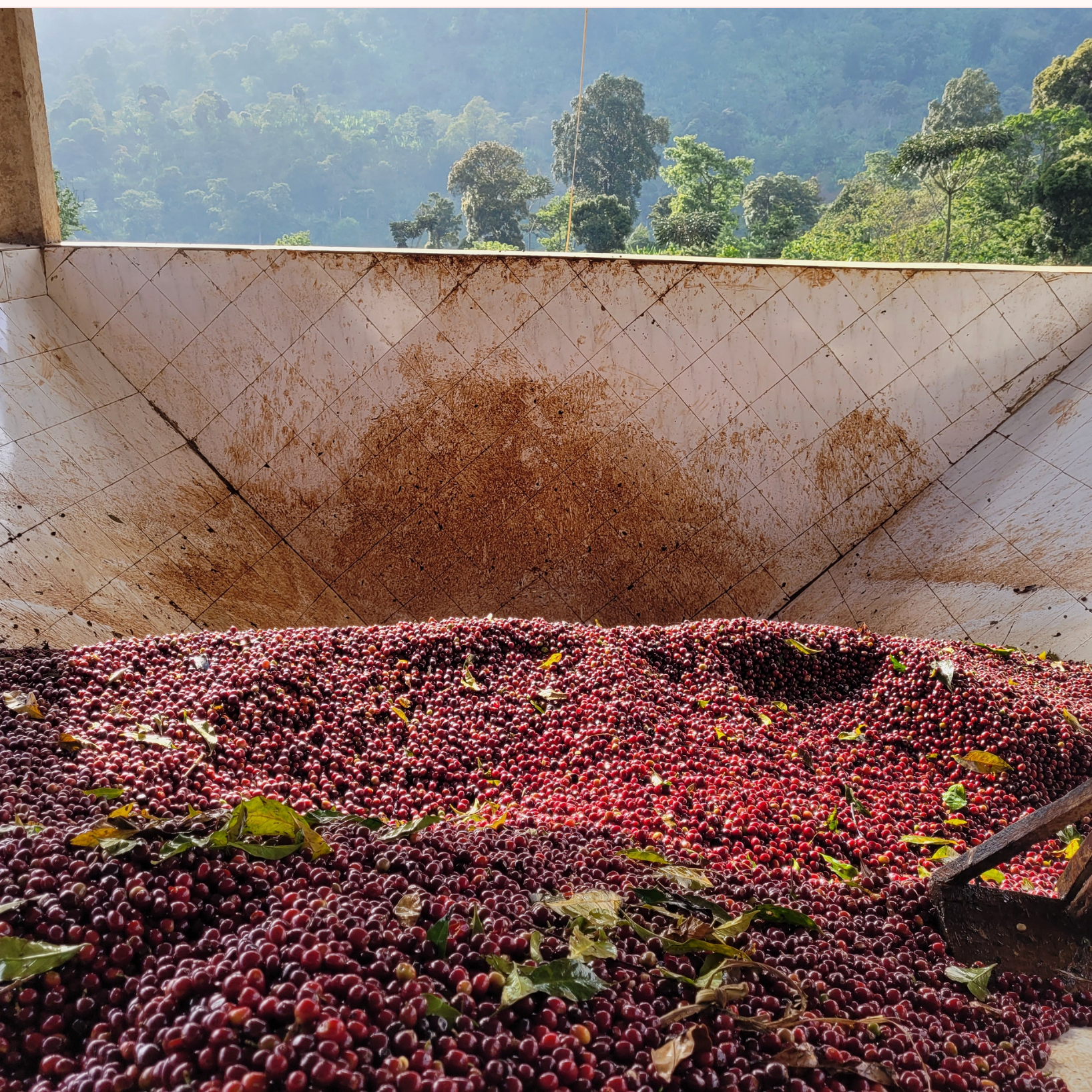 Raw coffee cherries piled in a large concrete silo with a forest landscape visible in the background.