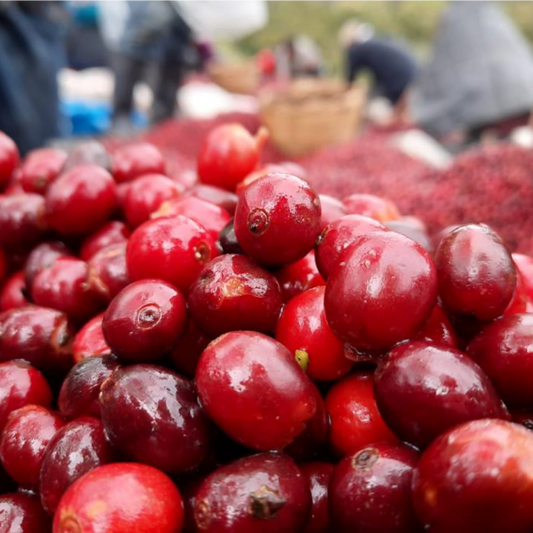 Nicaragua - "blood orange bull"