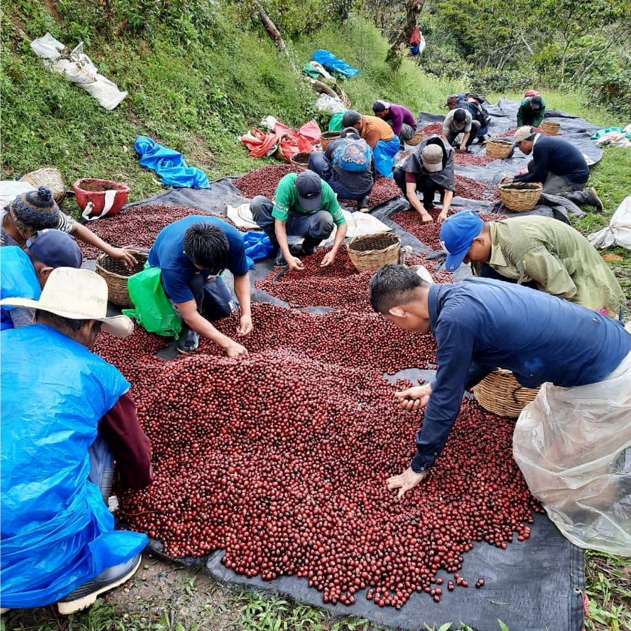 Nicaragua - "blood orange bull"